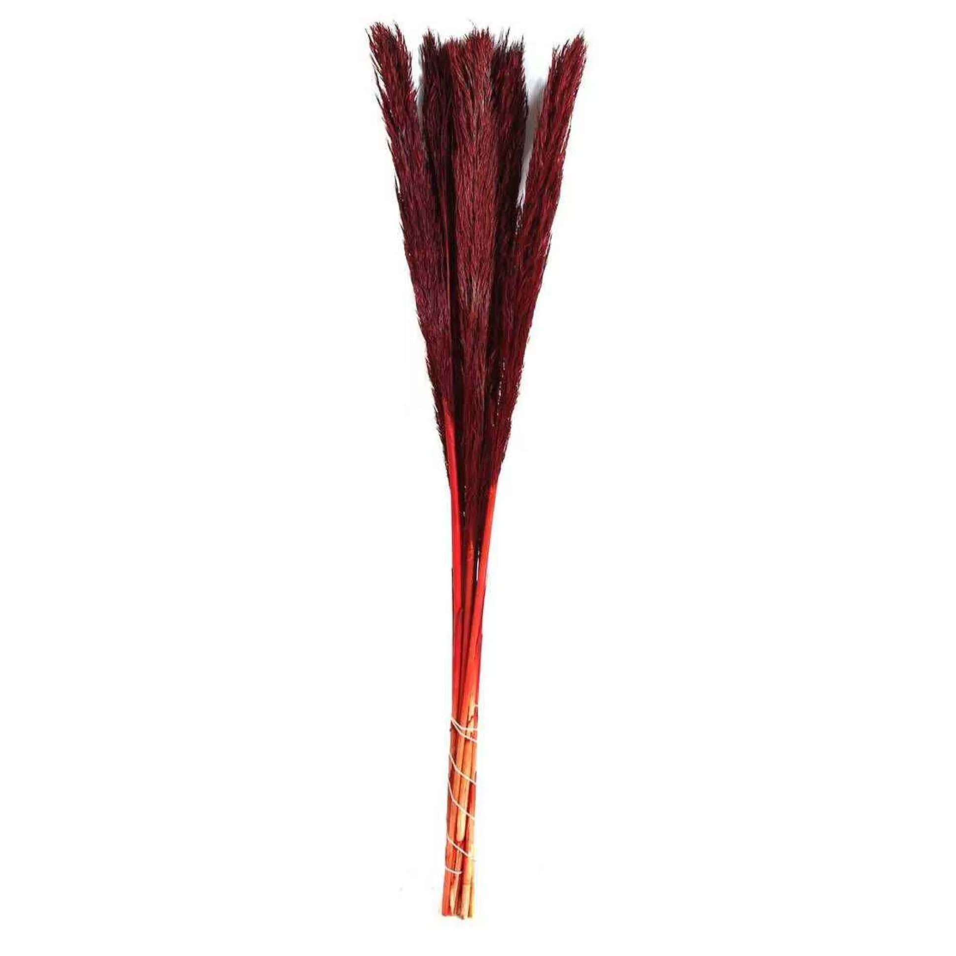 Burgundy Nanal Grass 72Cm-Hobbycraft Discount