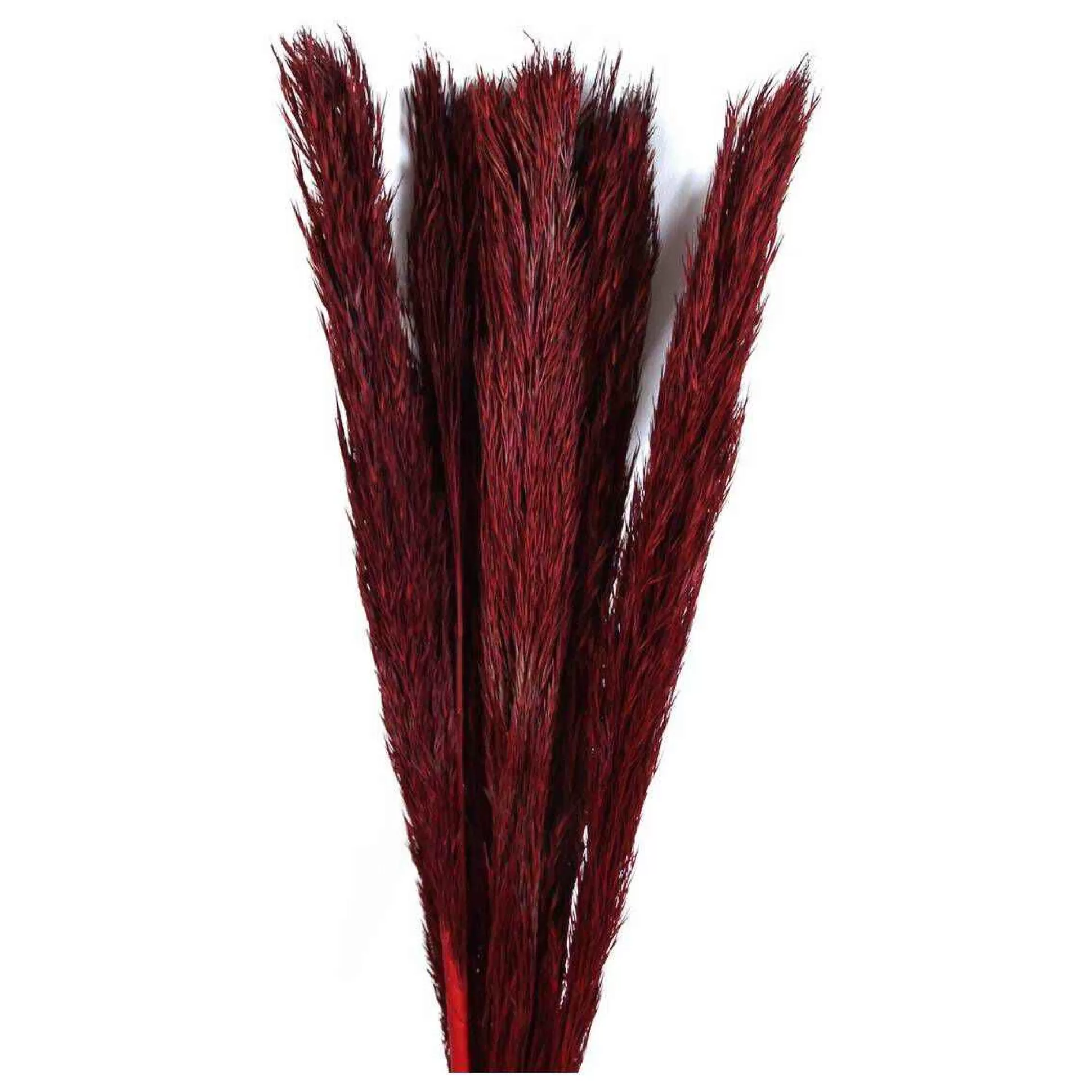 Burgundy Nanal Grass 72Cm-Hobbycraft Discount