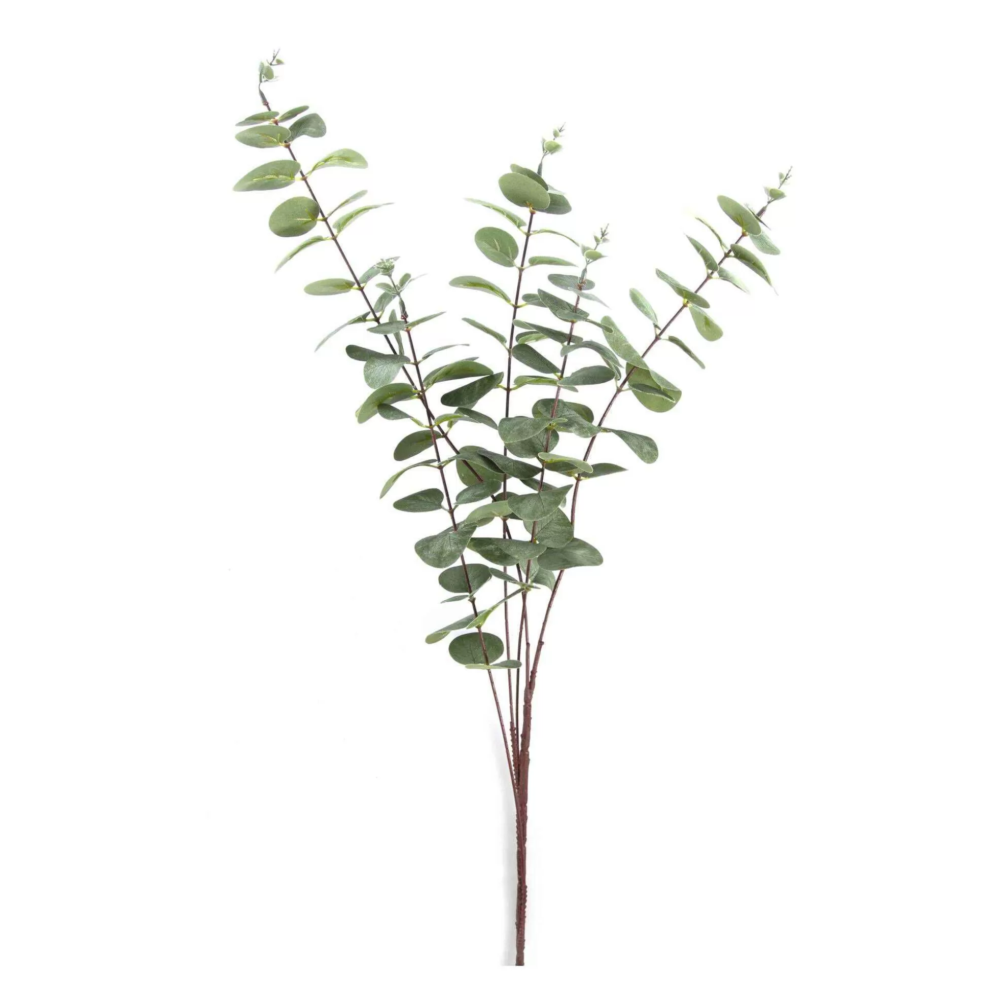 Eucalyptus Stem 100Cm-Hobbycraft New