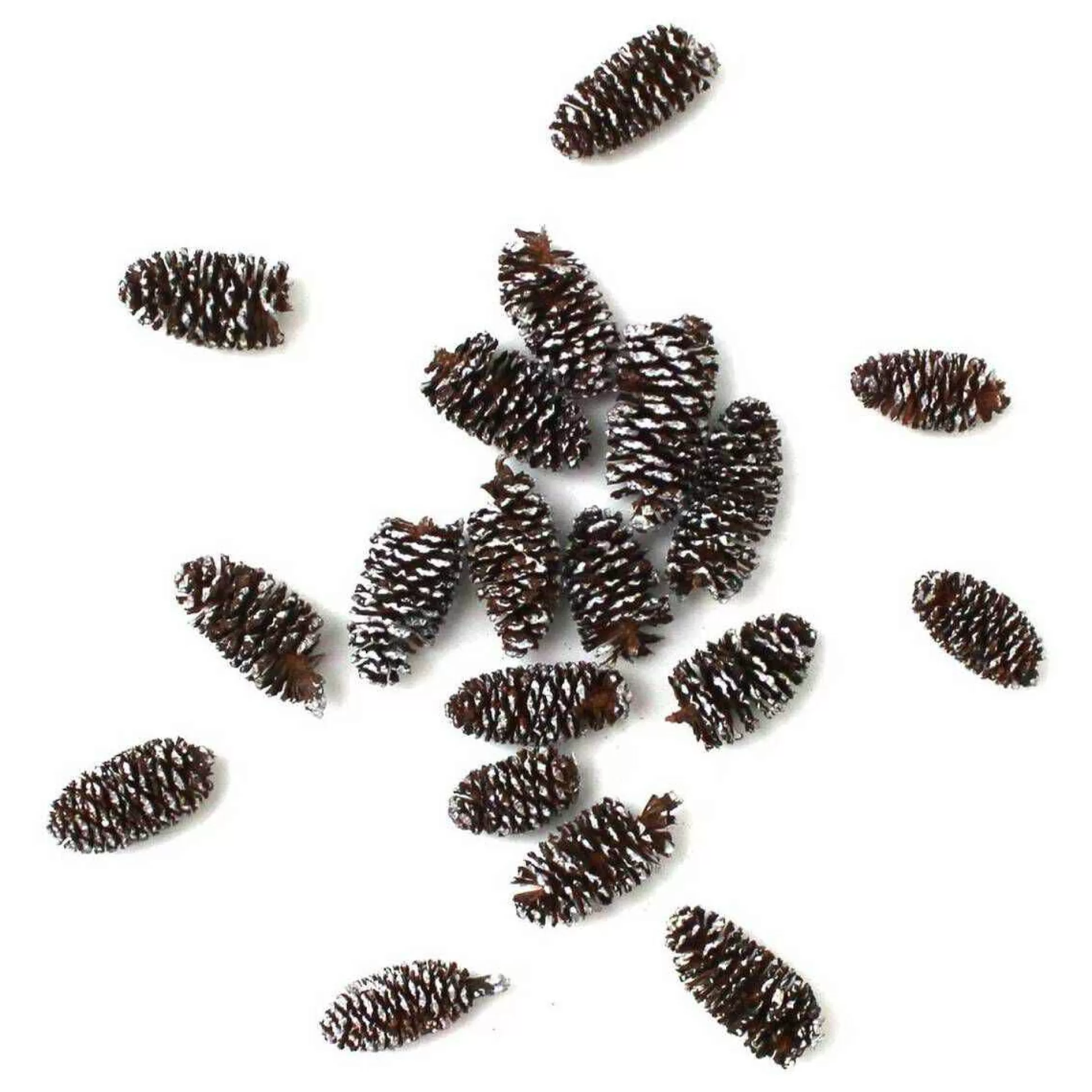 Mini Fir Cones 18G-Hobbycraft Clearance